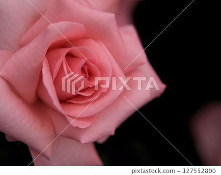 "Princess Aiko" is a pink rose that bloomed beautifully in May. "Princess Aiko" is a pink rose that bloomed beautifully in May. 127552800