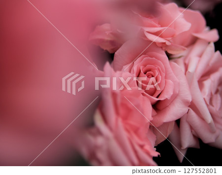 "Princess Aiko" is a pink rose that bloomed beautifully in May. 127552801