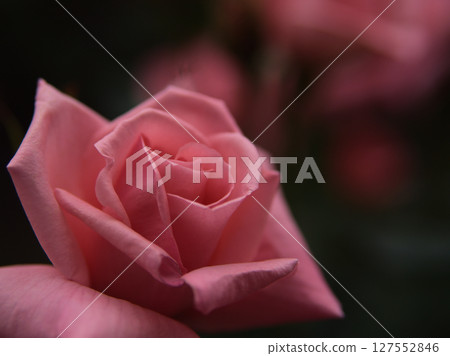 "Princess Aiko" is a pink rose that bloomed beautifully in May. "Princess Aiko" is a pink rose that bloomed beautifully in May. 127552846