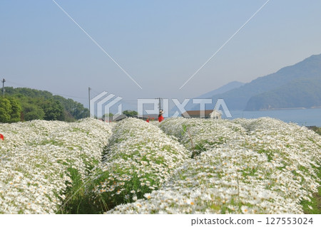 A woman standing in a field of blooming marigolds at Urashima Flower Park A woman standing in a field of blooming marigolds at Urashima Flower Park 127553024