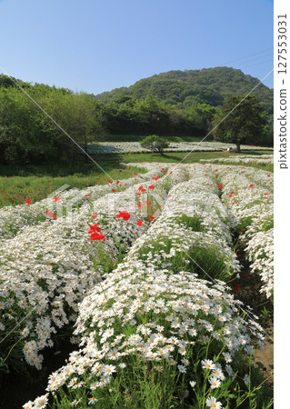 The margaret fields at Urashima Flower Park have a beautiful contrast of red and white The margaret fields at Urashima Flower Park have a beautiful contrast of red and white 127553031