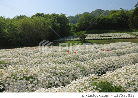 The pure white carpet-like margaret flower fields at Urashima Flower Park 127553032