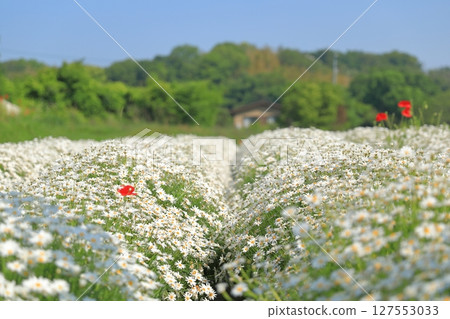 The fantastical margaret flower fields of Urashima Flower Park 127553033