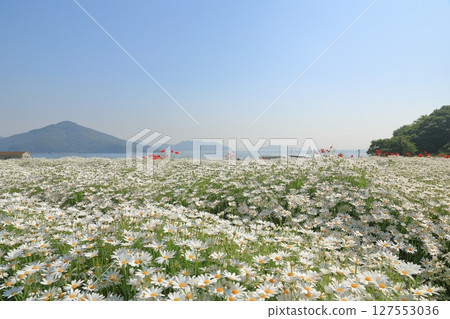 A spectacular view of the flower fields of blooming margaret against the blue sky at Flower Park Urashima 127553036