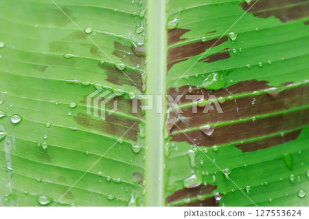 banana plant, blood banana or Musa acuminata or Musa balbisiana and rain droplet banana plant, blood banana or Musa acuminata or Musa balbisiana and rain droplet 127553624
