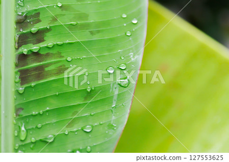 banana plant, blood banana or Musa acuminata or Musa balbisiana and rain droplet banana plant, blood banana or Musa acuminata or Musa balbisiana and rain droplet 127553625