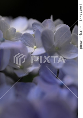 Up hydrangea 127553661