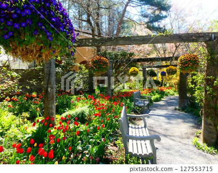 英國花園裡的春玫瑰 英國花園裡的春玫瑰 127553715