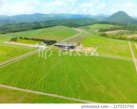 Aerial view of vineyards in Hakodate, Hokkaido in early summer 127553750