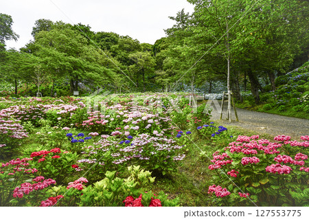 Hydrangeas at their best in the "Kasui Yuri no Sono" Hydrangeas at their best in the "Kasui Yuri no Sono" 127553775