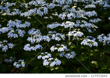 Hydrangeas at their best in the "Kasui Yuri no Sono" Hydrangeas at their best in the "Kasui Yuri no Sono" 127553843