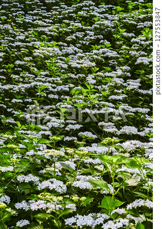Hydrangeas at their best in the "Kasui Yuri no Sono" 127553847