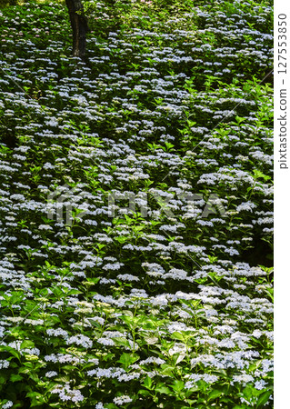 Hydrangeas at their best in the "Kasui Yuri no Sono" Hydrangeas at their best in the "Kasui Yuri no Sono" 127553850