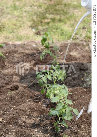 Watering newly planted cherry tomato seedlings in a home garden 127553873