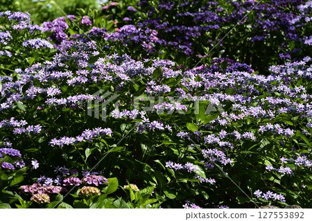 Hydrangeas at their best in the "Kasui Yuri no Sono" Hydrangeas at their best in the "Kasui Yuri no Sono" 127553892