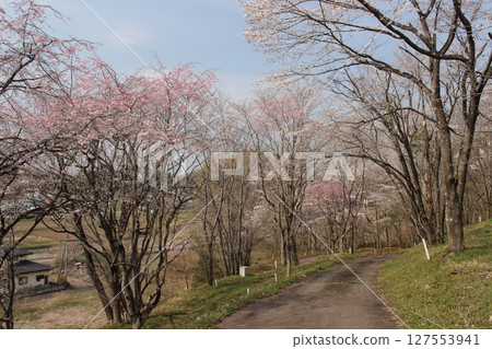 Memorial Tree Forest Park 127553941