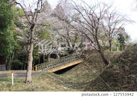 Memorial Tree Forest Park 127553942