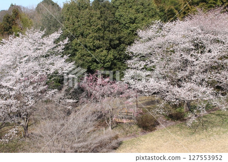 紀念樹森林公園 127553952