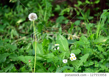 Dandelion cotton hat Dandelion cotton hat 127553958