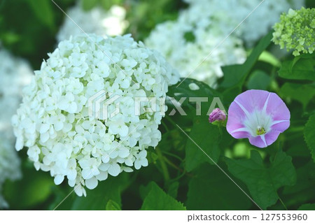 Annabelle and Morning Glory Annabelle and Morning Glory 127553960