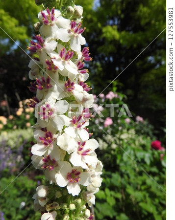 Flowers of the naturalized plant "Shirobanamouzuika" native to Europe, North Africa, etc. Flowers of the naturalized plant "Shirobanamouzuika" native to Europe, North Africa, etc. 127553981