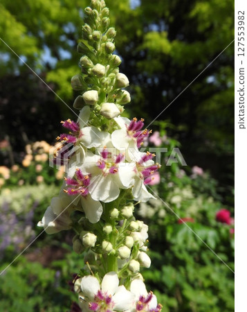 Flowers of the naturalized plant "Shirobanamouzuika" native to Europe, North Africa, etc. Flowers of the naturalized plant "Shirobanamouzuika" native to Europe, North Africa, etc. 127553982