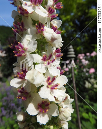 原產於歐洲、北非等地的歸化植物“Shirobanamouzuika”的花。 127553984