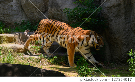 Tiger in the shade Tiger in the shade 127554017