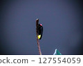 Firefly up 127554059