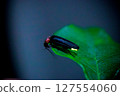Firefly up 127554060