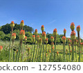Blue sky and wild torch lilies 2 127554080