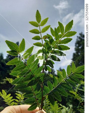 Sky and Japanese pepper leaves 127554099