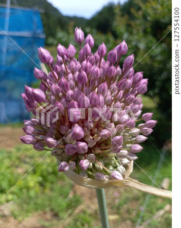 粉紅洋蔥頭 127554100