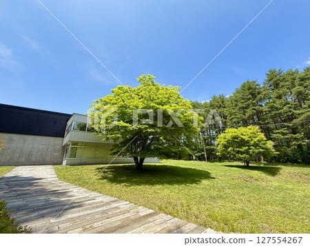 Spring park with beautiful fresh greenery 127554267
