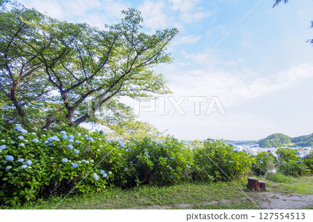 葉山繡球花公園的繡球花 127554513