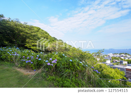 葉山繡球花公園的繡球花 127554515