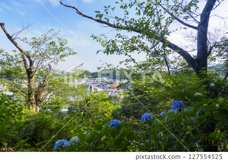 Hydrangeas at Hayama Hydrangea Park 127554525