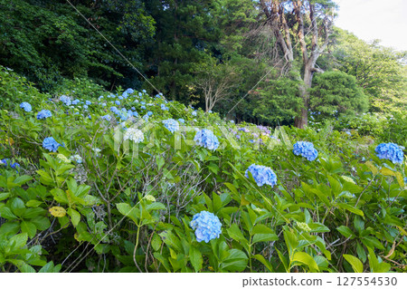 葉山繡球花公園的繡球花 127554530
