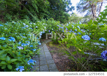 葉山繡球花公園的繡球花 葉山繡球花公園的繡球花 127554531