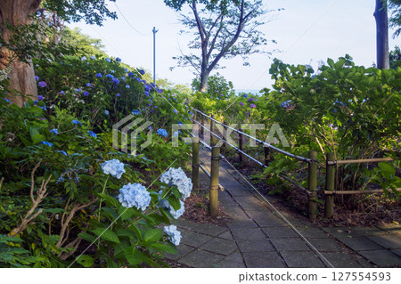 葉山繡球花公園的繡球花 127554593