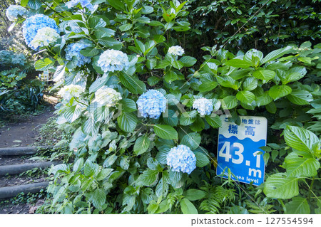 葉山繡球花公園的繡球花 127554594