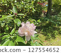 Peony blooming in a mossy garden 2 127554652