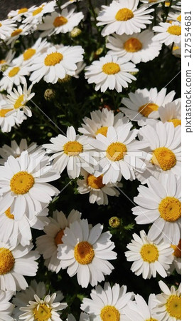 Beautiful flowers 127554681