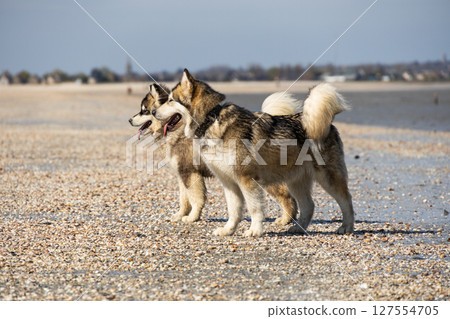 Two fluffy Alaskan Malamute dogs walking along a wet beach, one with tongue out, both relaxed and happy 127554705