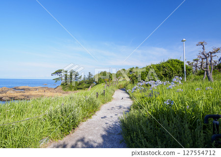 Summer at Tateishi Park, a scenic spot on the Miura Peninsula 127554712