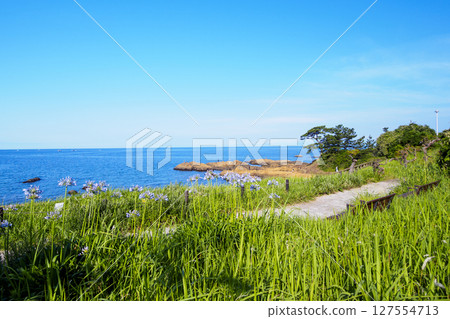 Summer at Tateishi Park, a scenic spot on the Miura Peninsula 127554713