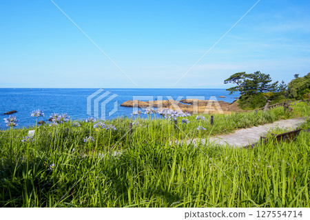 Summer at Tateishi Park, a scenic spot on the Miura Peninsula 127554714