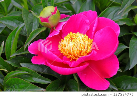 Today's star is the red-dressed peony (Aomori) 127554775