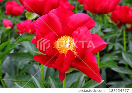 Today's star is the red-dressed peony (Aomori) 127554777