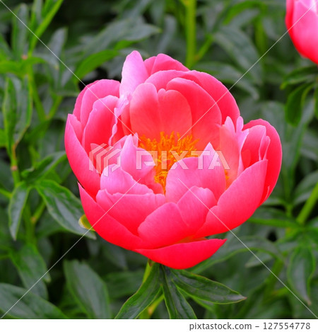 Today's star is the red-dressed peony (Aomori) 127554778
